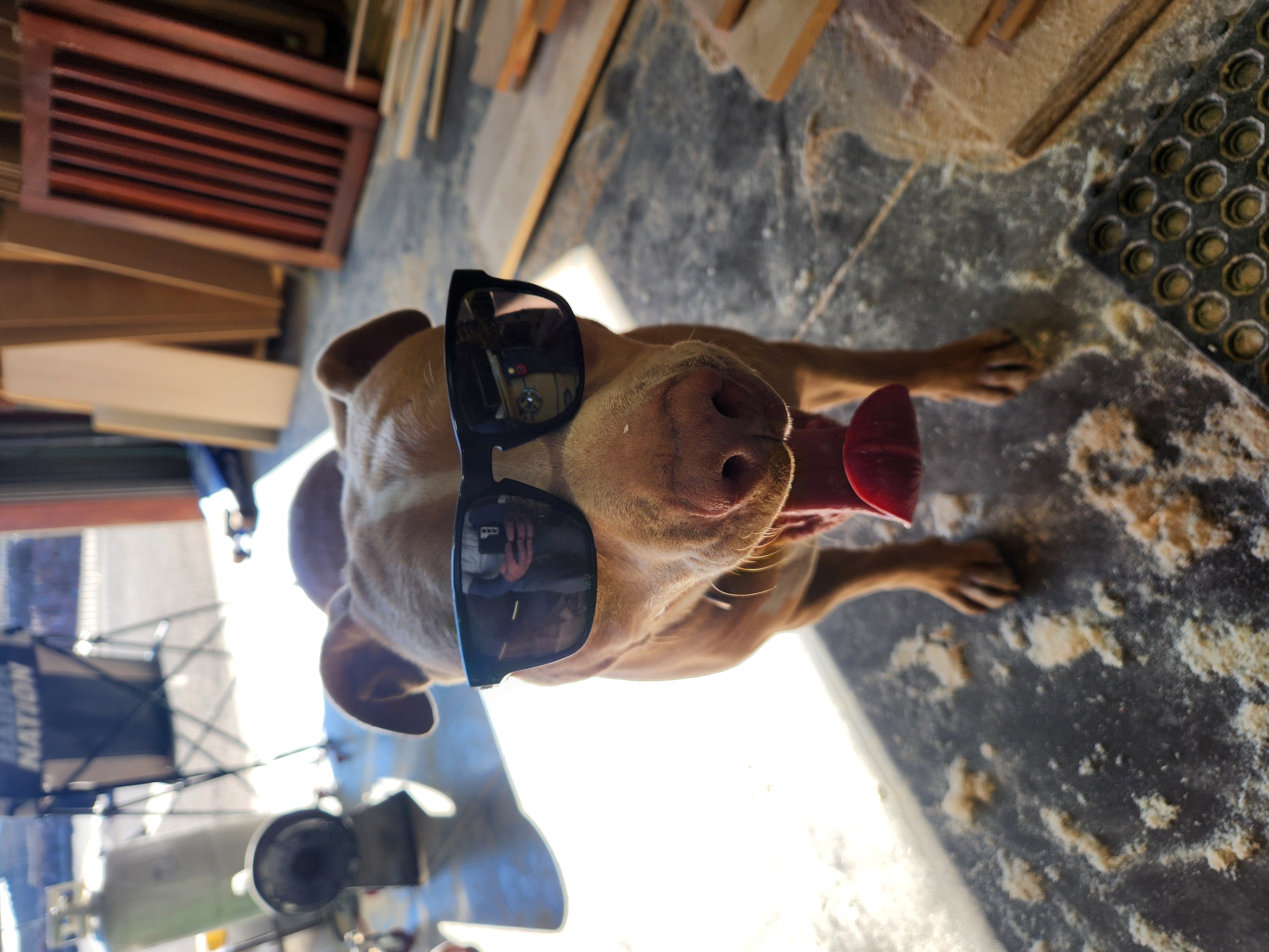 Shop dog wearing sunglasses